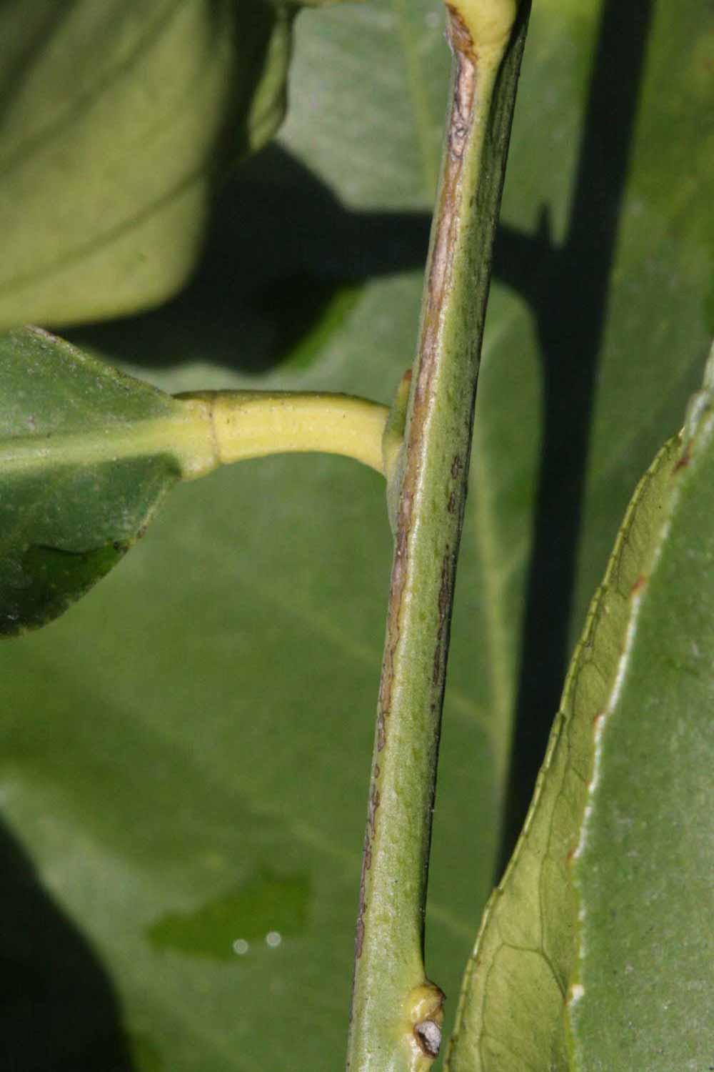            First year twig (Femminello Siracusano 2KR, Riverside, CA)   